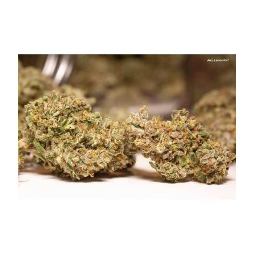 AutoLemon Kix - Dutch Passion femminizzati Dutch Passion €44,95