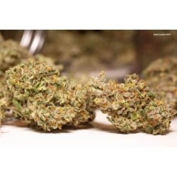 AutoLemon Kix - Dutch Passion femminizzati Dutch Passion €44,95