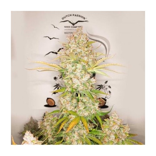 AutoLemon Kix - Dutch Passion femminizzati Dutch Passion €44,95