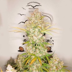 AutoLemon Kix - Dutch Passion femminizzati Dutch Passion €44,95