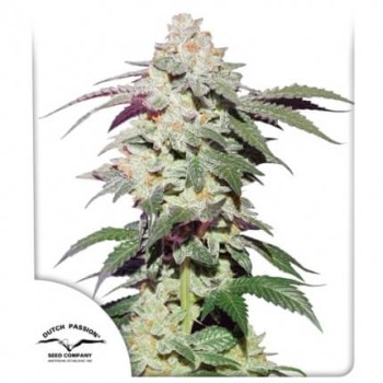 Skywalker Haze - Dutch Passion femminizzati Dutch Passion €24,95