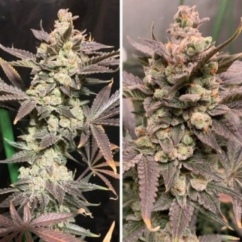 Skywalker Haze - Dutch Passion femminizzati Dutch Passion €24,95 2