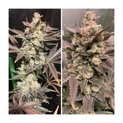 Skywalker Haze - Dutch Passion femminizzati Dutch Passion €24,95