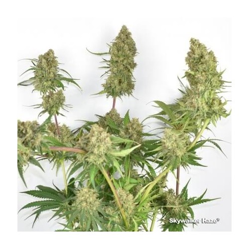 Skywalker Haze - Dutch Passion femminizzati Dutch Passion €24,95