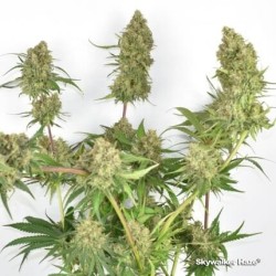 Skywalker Haze - Dutch Passion femminizzati Dutch Passion €24,95