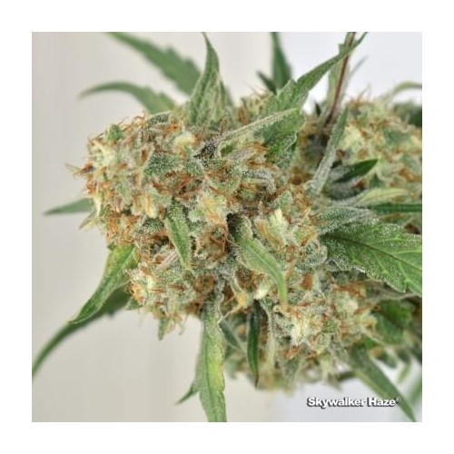 Skywalker Haze - Dutch Passion femminizzati Dutch Passion €24,95