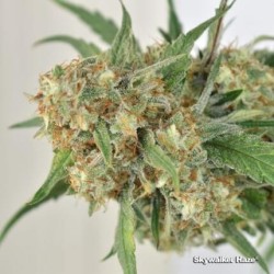 Skywalker Haze - Dutch Passion femminizzati Dutch Passion €24,95