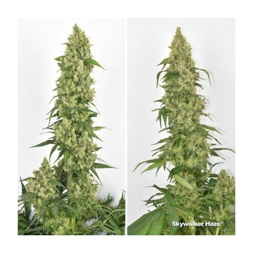 Skywalker Haze - Dutch Passion femminizzati Dutch Passion €24,95