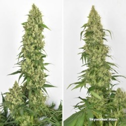 Skywalker Haze - Dutch Passion femminizzati Dutch Passion €24,95