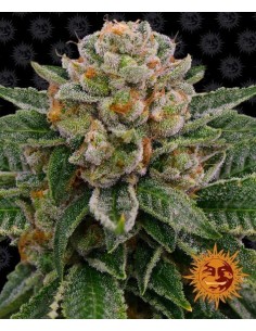 Skywalker OG Auto - Barney's Farm femminizzati Barney's Farm €32,00