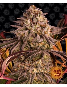 Blue Sunset Sherbert - Barney's Farm femminizzati Barney's Farm €35,00