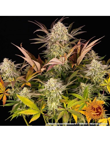 Blue Sunset Sherbert - Barney's Farm femminizzati Barney's Farm €35,00