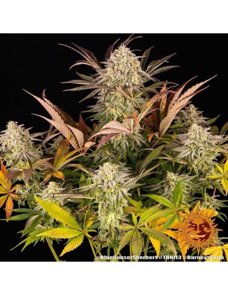 Blue Sunset Sherbert - Barney's Farm femminizzati Barney's Farm €35,00