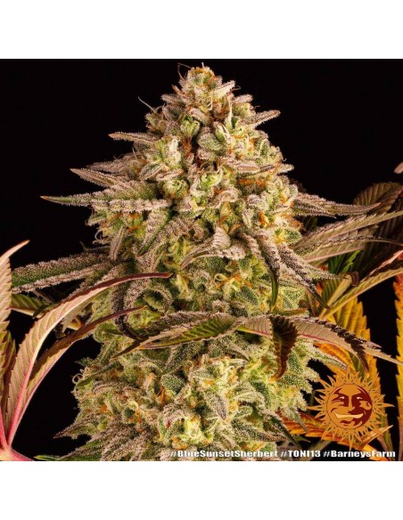 Blue Sunset Sherbert - Barney's Farm femminizzati Barney's Farm €35,00