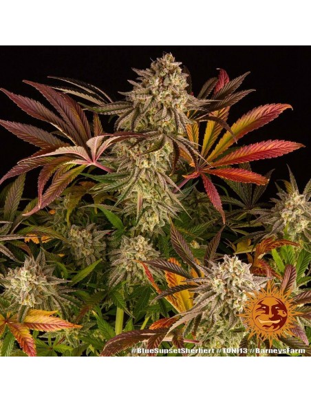 Blue Sunset Sherbert - Barney's Farm femminizzati Barney's Farm €35,00