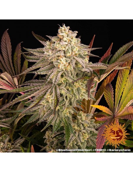 Blue Sunset Sherbert - Barney's Farm femminizzati Barney's Farm €35,00