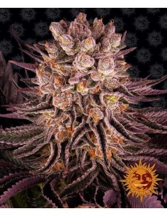 Mimosa X Orange Punch - Barney's Farm femminizzati Barney's Farm €37,99