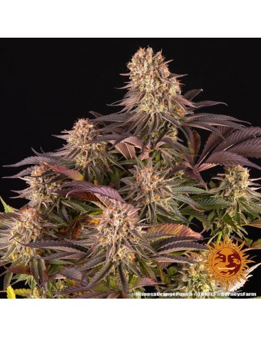 Mimosa X Orange Punch - Barney's Farm femminizzati Barney's Farm €37,99