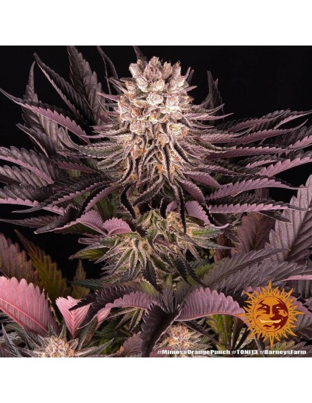 Mimosa X Orange Punch - Barney's Farm femminizzati Barney's Farm €37,99