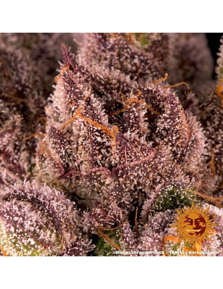 Mimosa X Orange Punch - Barney's Farm femminizzati Barney's Farm €37,99
