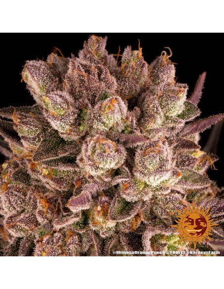 Mimosa X Orange Punch - Barney's Farm femminizzati Barney's Farm €37,99