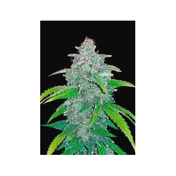 Blue Dream Auto - FastBuds femminizzati FastBuds €30,00 2