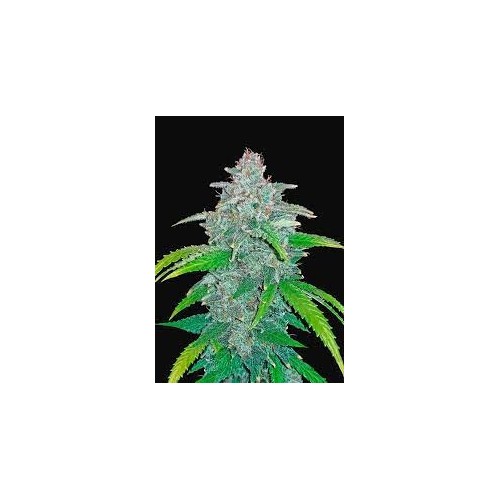 Blue Dream Auto - FastBuds femminizzati FastBuds €30,00