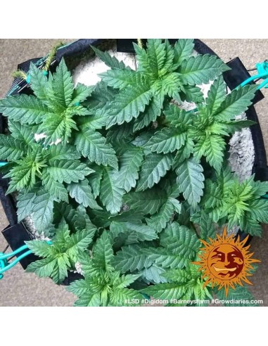 LSD - Barney's Farm femminizzati Barney's Farm €32,00