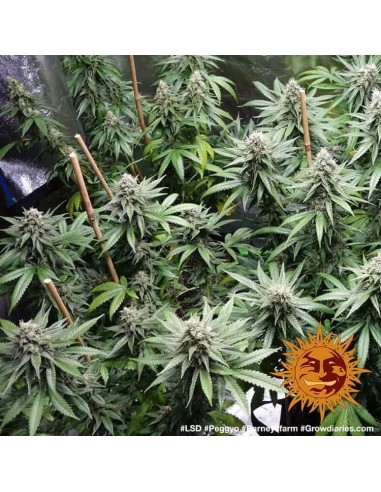 LSD - Barney's Farm femminizzati Barney's Farm €32,00