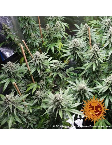 LSD - Barney's Farm femminizzati Barney's Farm €32,00