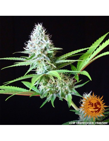 LSD - Barney's Farm femminizzati Barney's Farm €32,00