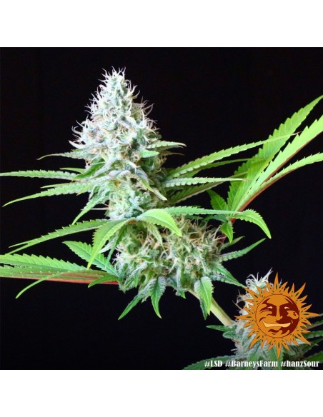 LSD - Barney's Farm femminizzati Barney's Farm €32,00