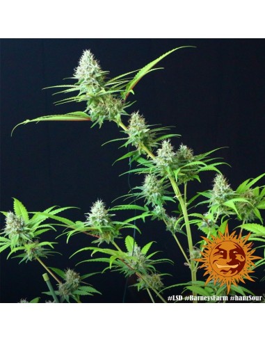 LSD - Barney's Farm femminizzati Barney's Farm €32,00