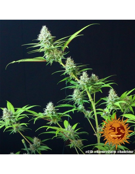 LSD - Barney's Farm femminizzati Barney's Farm €32,00