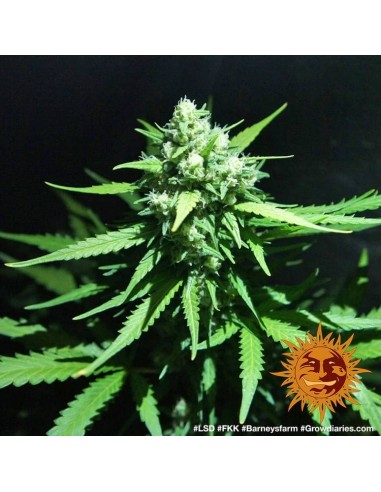 LSD - Barney's Farm femminizzati Barney's Farm €32,00