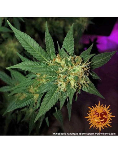 G13 Haze - Barney's Farm femminizzati Barney's Farm €30,00