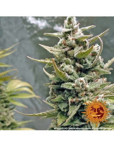 G13 Haze - Barney's Farm femminizzati Barney's Farm €30,00