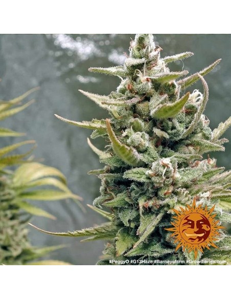 G13 Haze - Barney's Farm femminizzati Barney's Farm €30,00