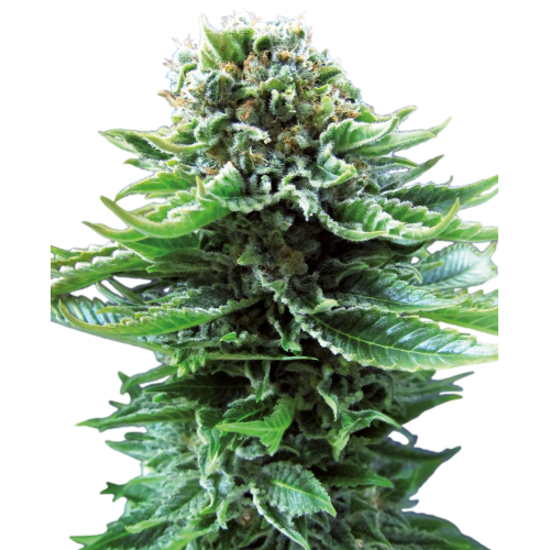 Northern Lights Automatic - Sensi Seeds femminizzati Sensi Seeds €23,00