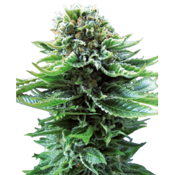 Northern Lights Automatic - Sensi Seeds femminizzati Sensi Seeds €23,00