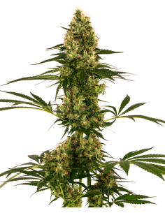 Blue Bullet Automatic - Sensi Seeds femmiizzati Sensi Seeds €21,50