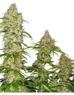 Banana Kush Cake - Sensi Seeds femminizzati Sensi Seeds €23,00