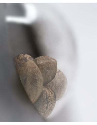 Banana Kush Cake - Sensi Seeds femminizzati Sensi Seeds €23,00