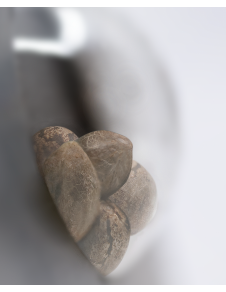 Banana Kush Cake - Sensi Seeds femminizzati Sensi Seeds €23,00 Banana Kush Cake - Sensi Seeds femminizzati Sensi Seeds €23,00