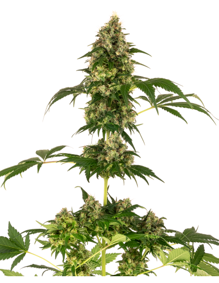 Cobalt Haze - Sensi Seeds femminizzati Sensi Seeds €19,50 Cobalt Haze - Sensi Seeds femminizzati Sensi Seeds €19,50