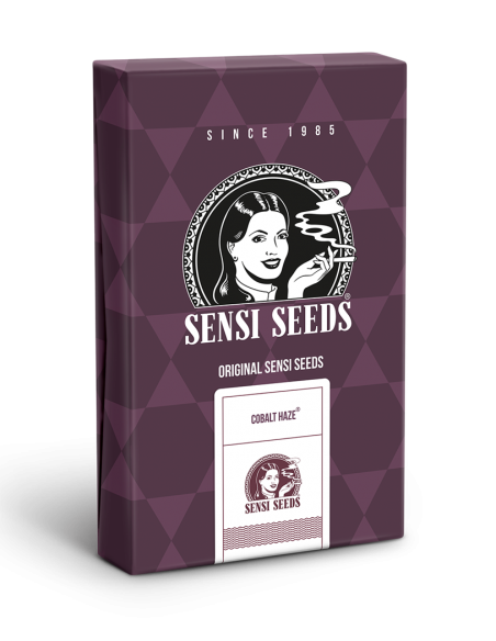 Cobalt Haze - Sensi Seeds femminizzati Sensi Seeds €19,50 Cobalt Haze - Sensi Seeds femminizzati Sensi Seeds €19,50