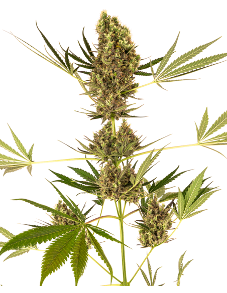 Alpine Delight CBD Automatic - Sensi Seeds femminizzati Sensi Seeds €31,50