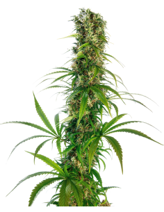Michka - Sensi Seeds femminizzati Sensi Seeds €21,00