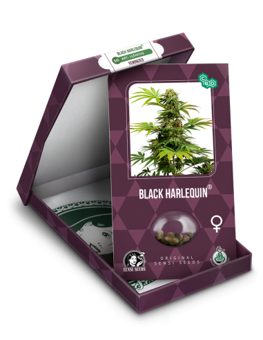 Black Harlequin- Sensi Seeds femminizzati Sensi Seeds €24,00