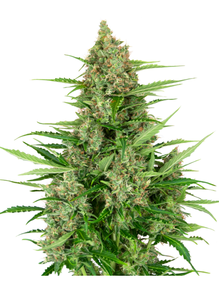 Double Kush Cake Auto - Sensi Seeds femminizzati Sensi Seeds €20,00